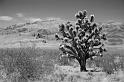 juniper tree